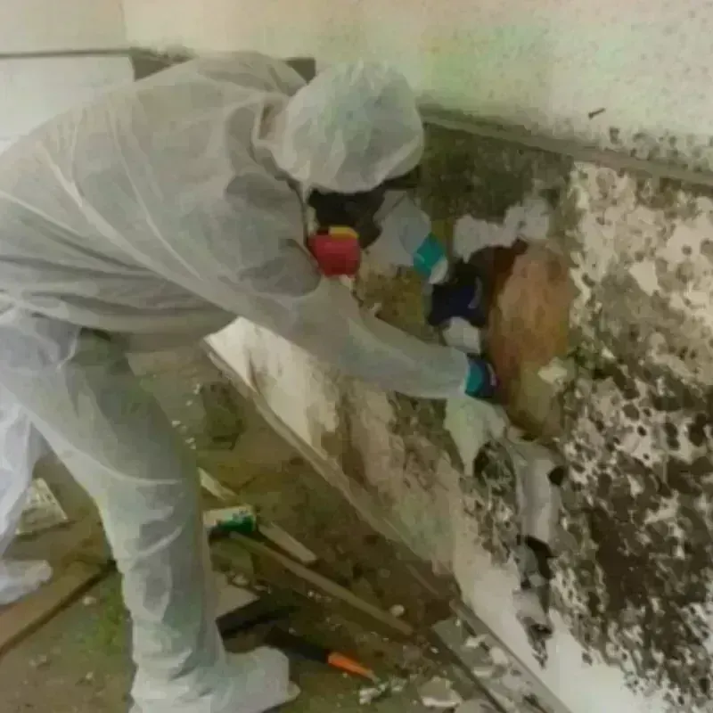 Mold Remediation and Removal in Lodi, CA